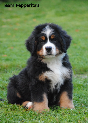Nalle 8vk